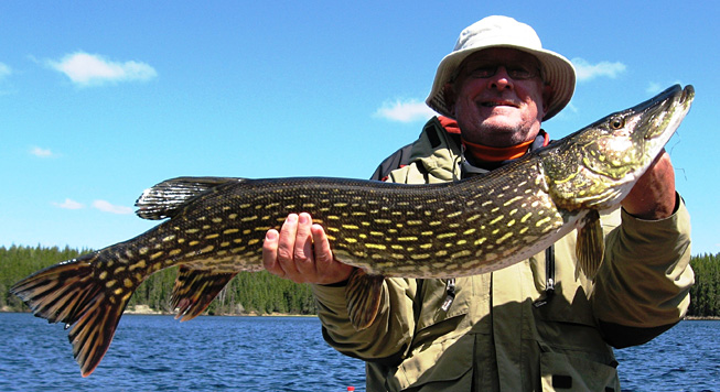 This is a photo of a man holding a 12 pound Northern Pike